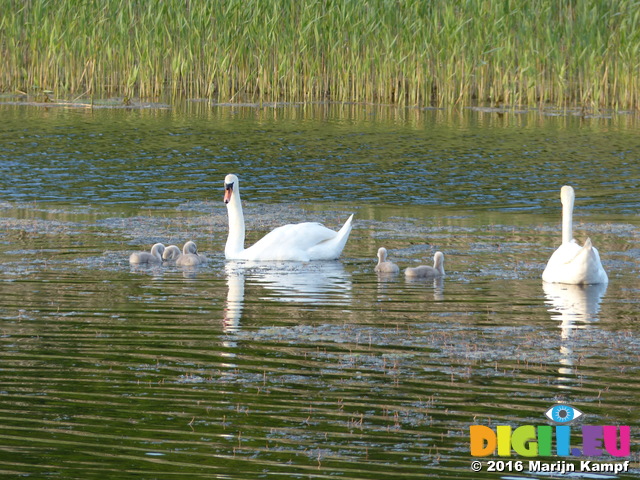 FZ029175 Swans and cygnets